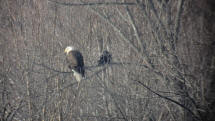 Pygargue no1, photographi  500-600 mtres, un corbeau sur la mme branche,  Tremblant-Nord, prs du lac, 30 dec 2010, Grald Gauthier, merci  celui qui m'a tlphon et offert sa proprit pour les voir.