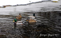Canards colverts, Lac Tremblant, petite cache, 18jan2011, Georges Gagn