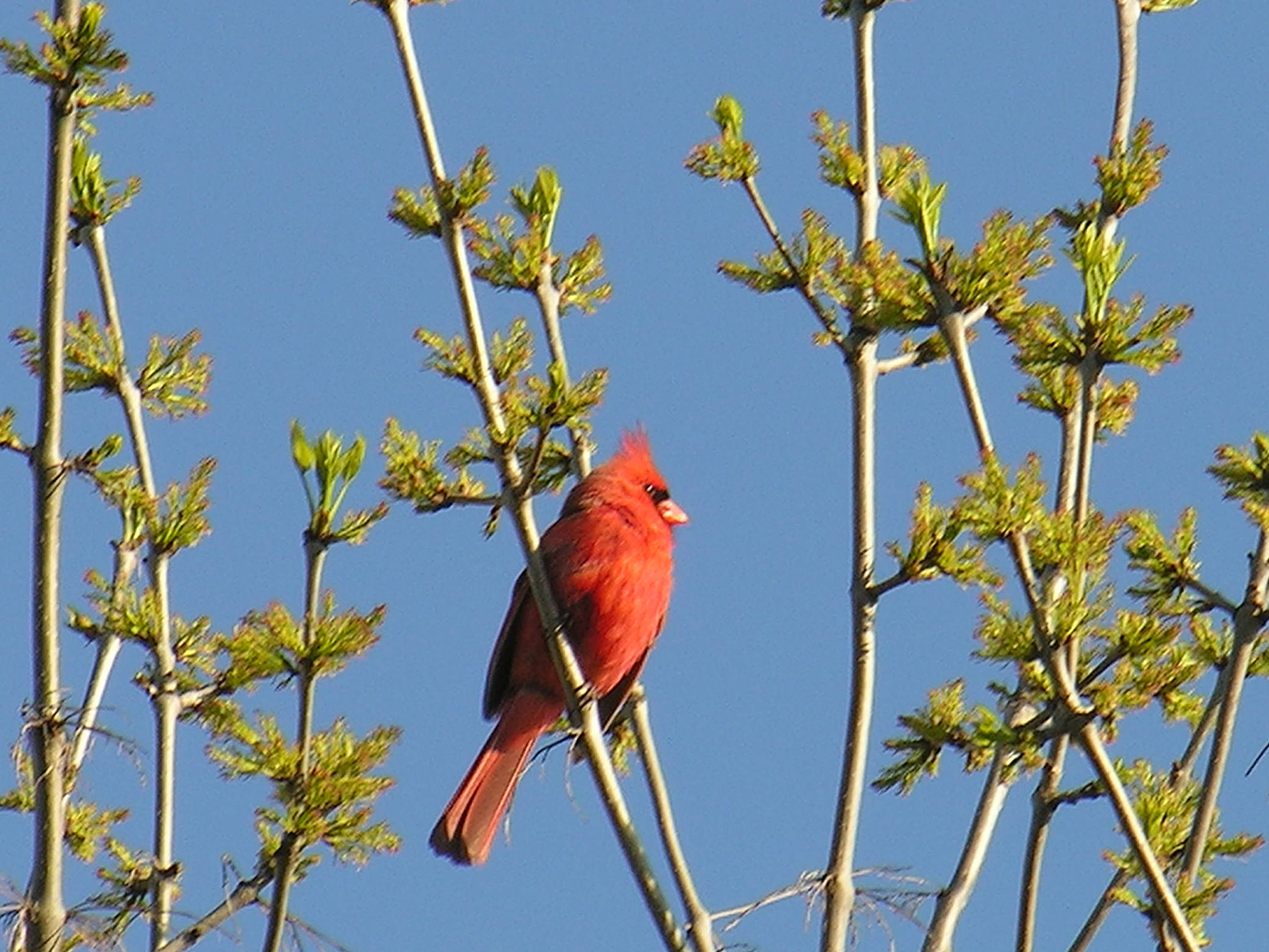Cardinal rouge oeil_cadrée rota_MRenaud | Club ornithologique des ...